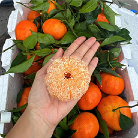 Trái cây nhập | Khay gỗ vuông nắp mica trái cây 4