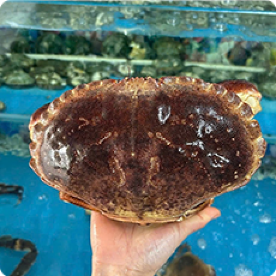 Hải sản tươi sống | Mực, cua, cá, ghẹ tươi sống 5