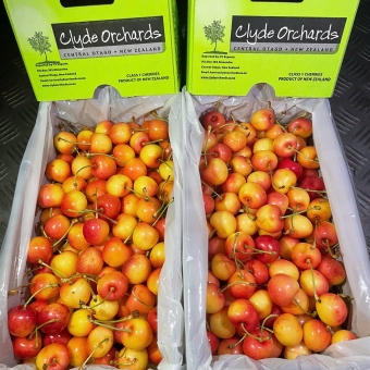 Cherry Vàng