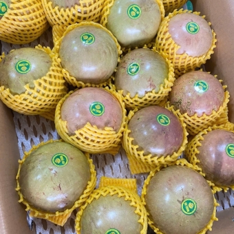 Vú Sữa Hồng Bơ Hữu Cơ ( chuẩn Vietgap )