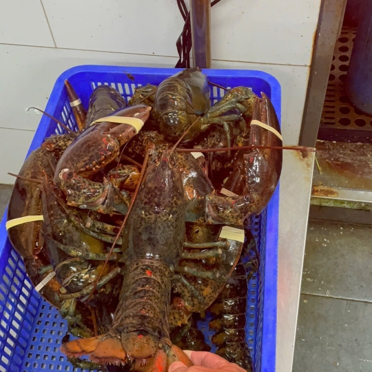 Tôm Hùm Alaska ( Bao Sống )