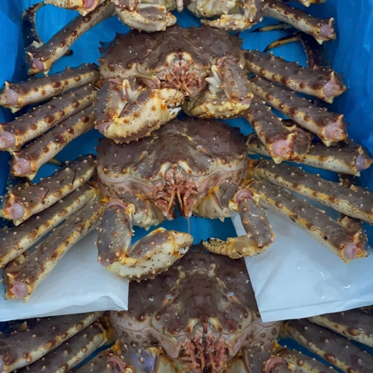 Cua Hoàng Đế, King Crab ( Bao Sống )
