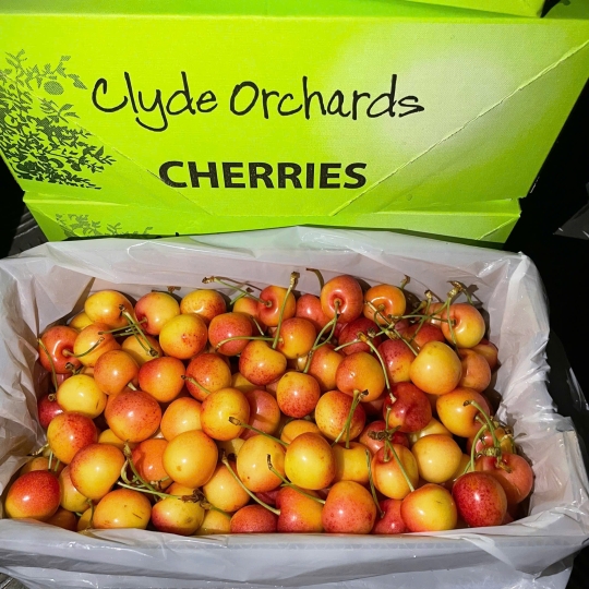 Cherry Vàng
