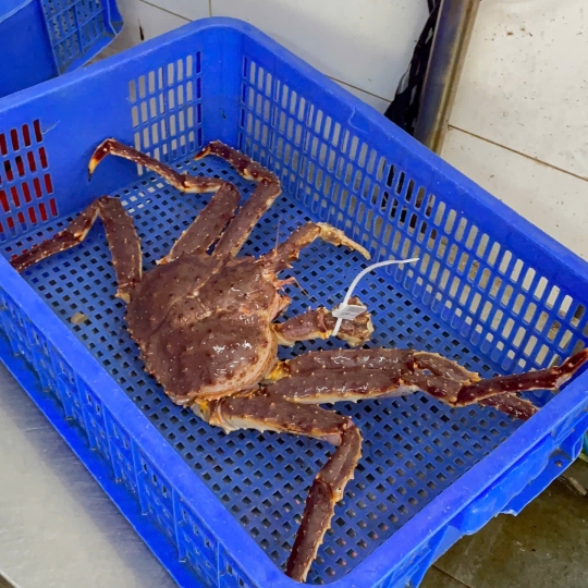 Cua Hoàng Đế, King Crab ( Bao Sống )