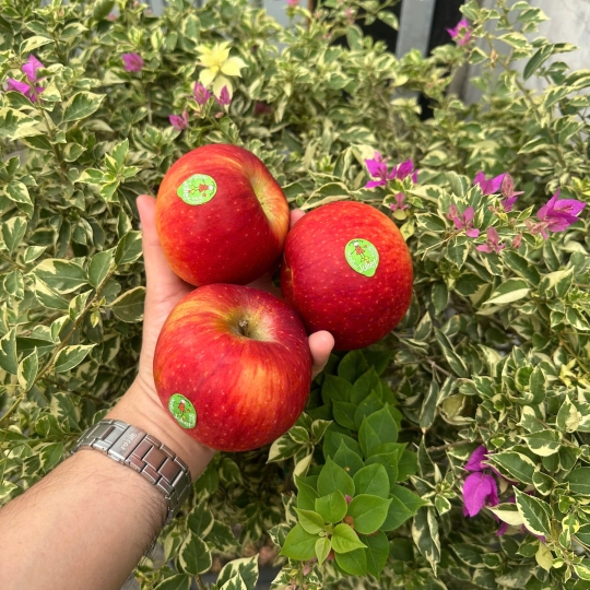 Táo Juliet ( Organic )