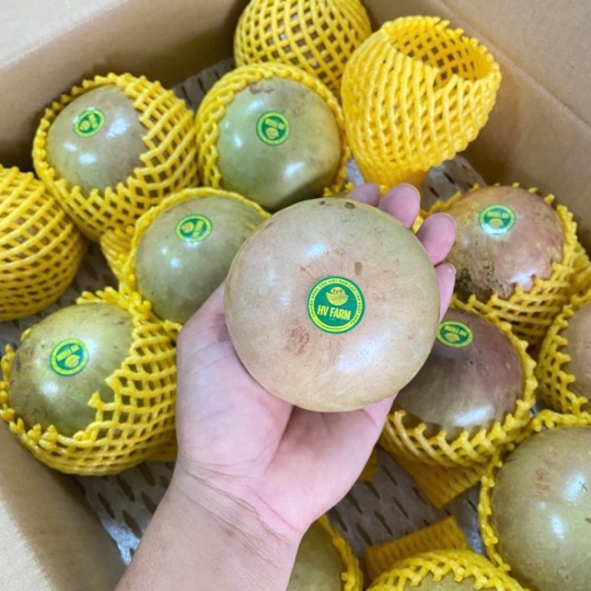 Vú Sữa Hồng Bơ Hữu Cơ ( chuẩn Vietgap )